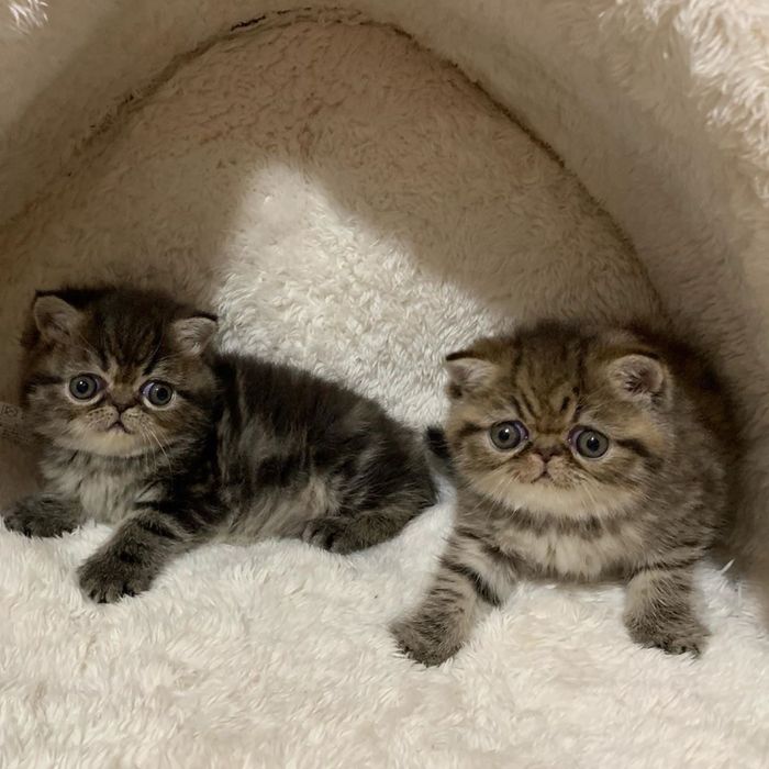 Экзотические котята