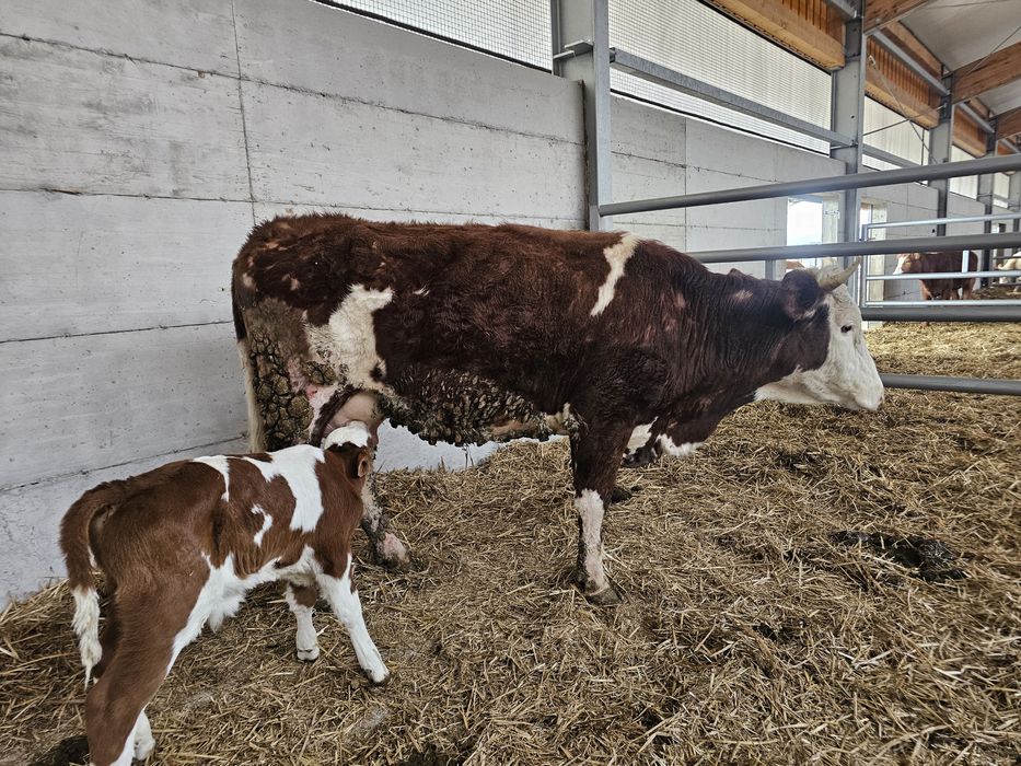 Vaca/juninca baltata românească + vitel 1 săptămână