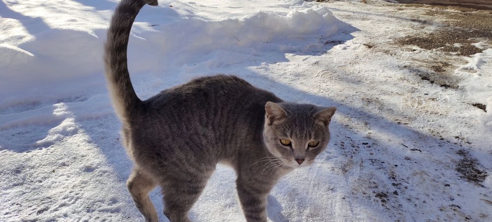 Отдам кошку в добрые руки