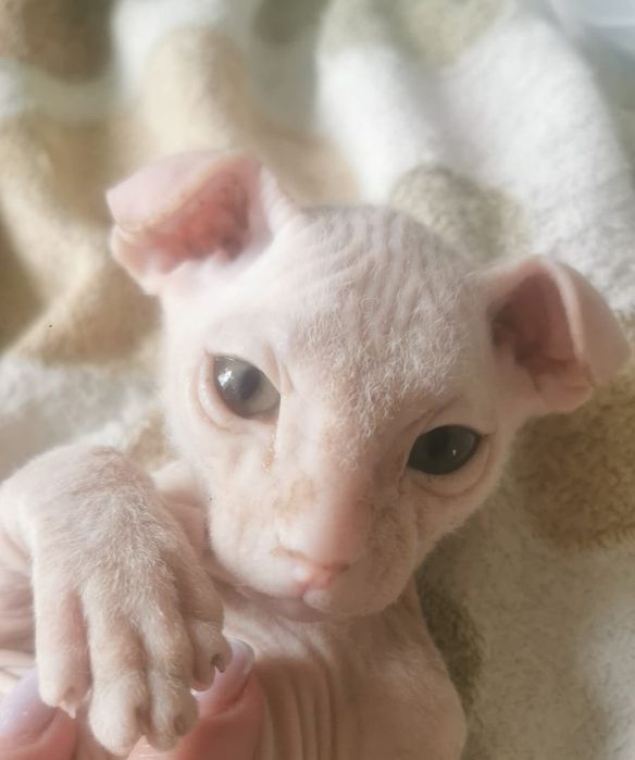 Котята сфинкс левкой