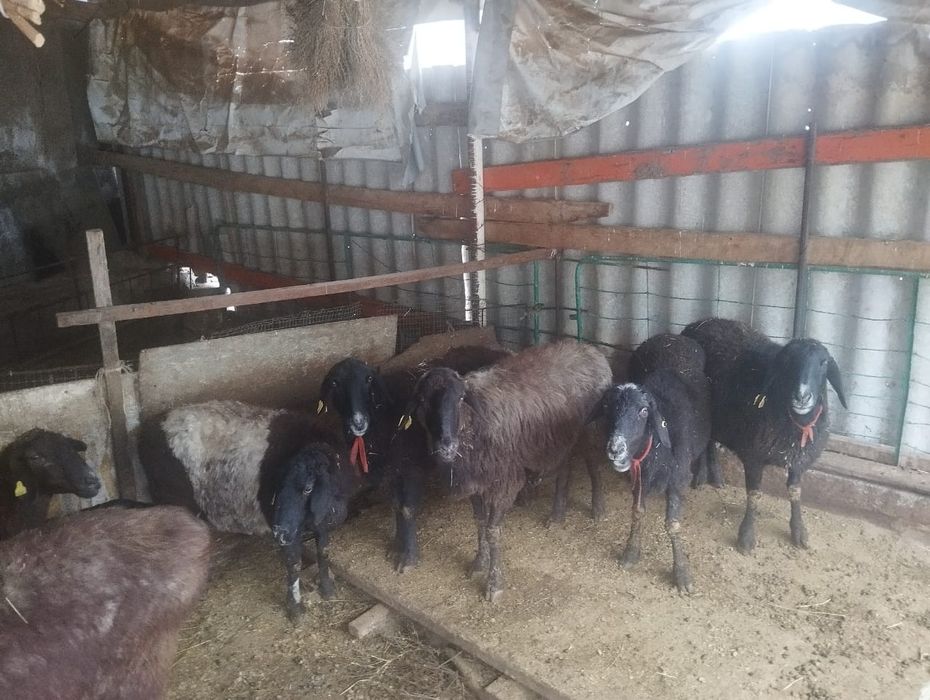 10 БАС Қозылы қойлар бар