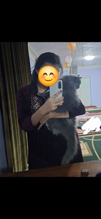 Вязка хайленд страйт длиношерстный