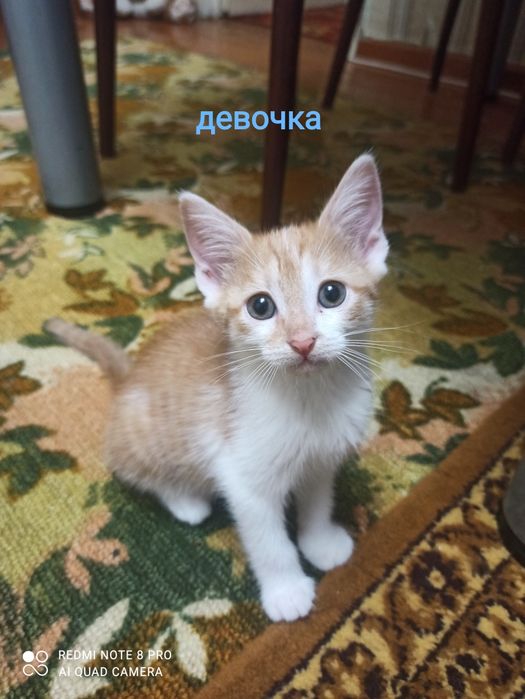 Срочно отдам котят в хорошие руки.