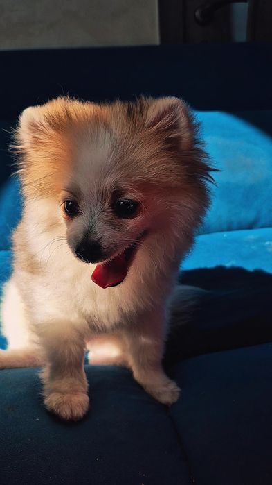 Продаётся щенок 4