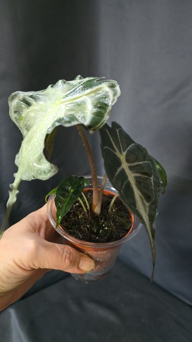 Алоказия "Веном"