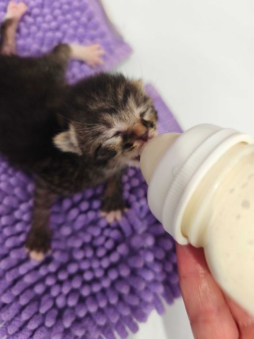 Pui pisica spre adopție URGENT !!! GRATUIT