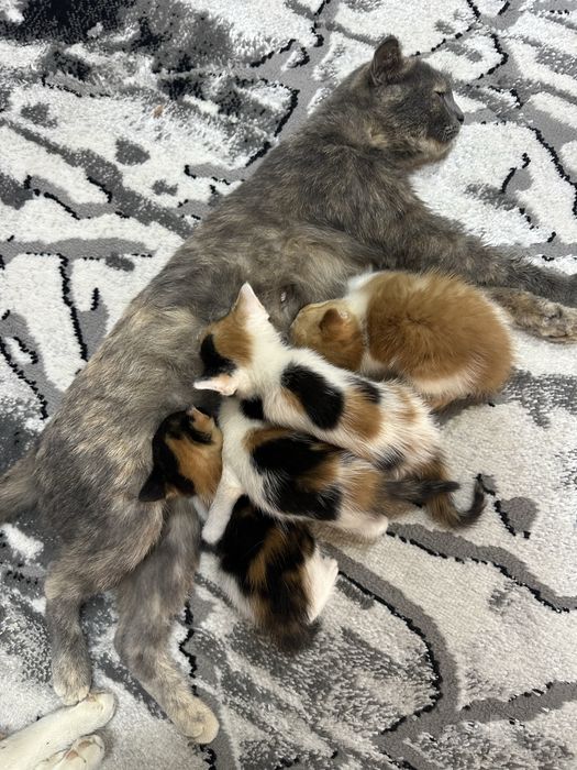 Котят отдаём в добрые руки, отдам даром