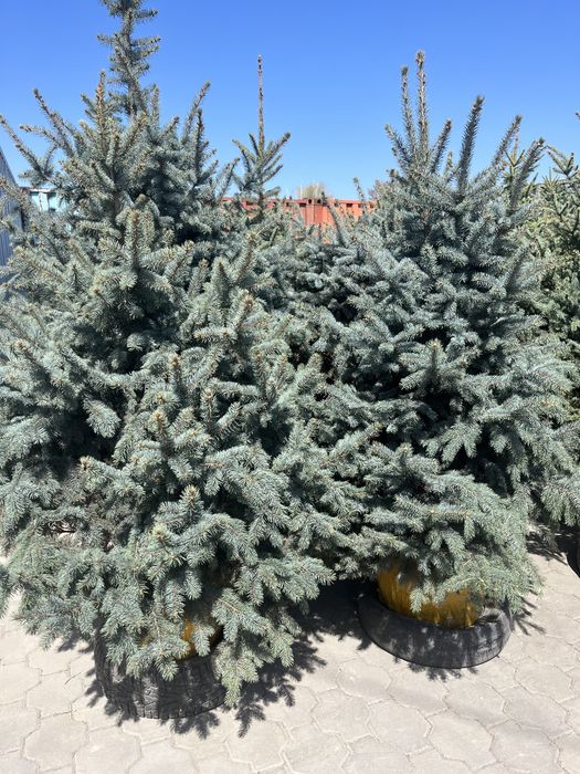 Голубая ель