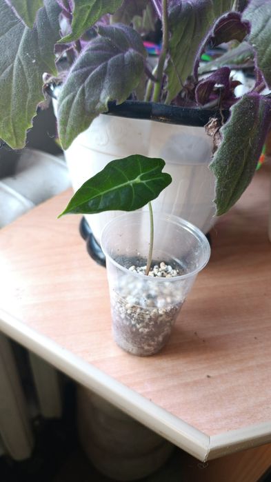 Комнатные растения цветы