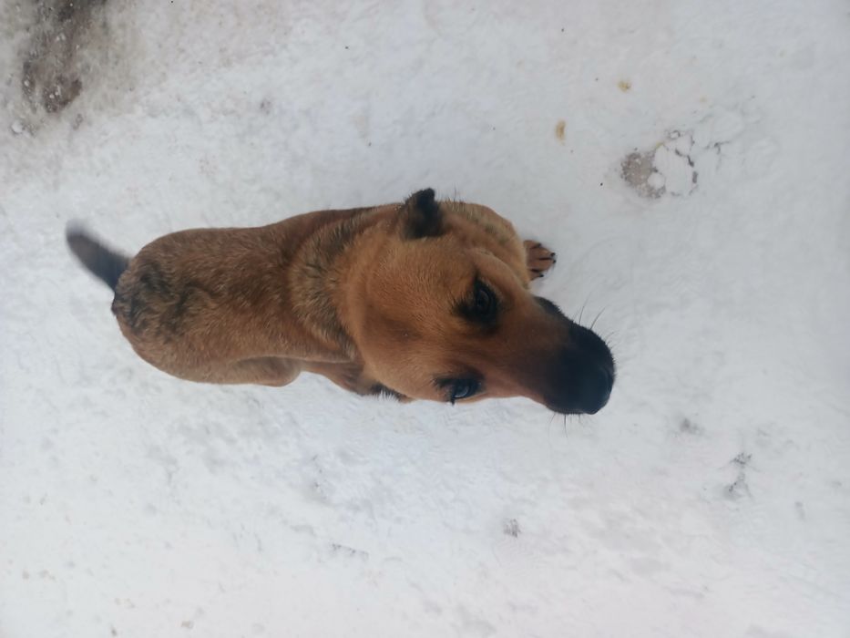 Щенки ждут своего хозяина.