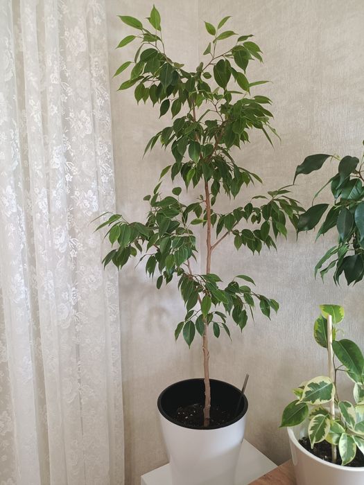 Фикус Бенджамина