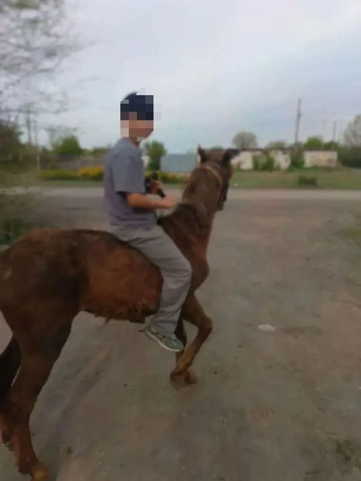 Продам лошадь (жеребец жорга)