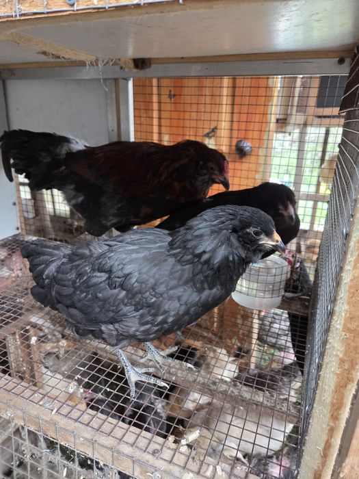 Молодая семья амераукана.