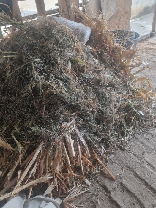 Hashaklar sotiladi bog'langan