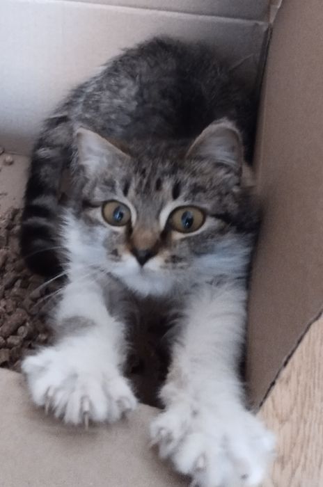 Котёнок 6 месяцев