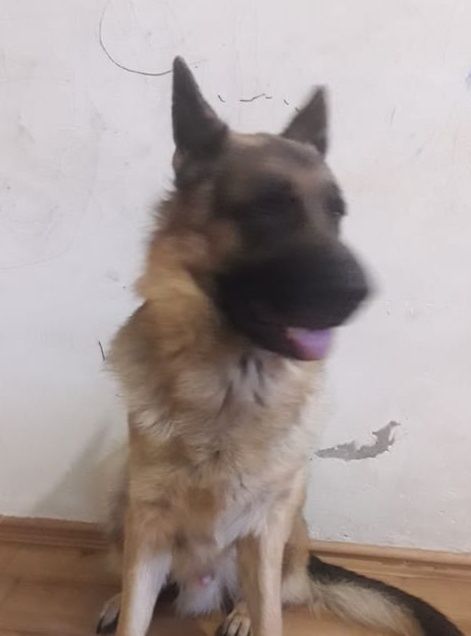 Молодой пёсель ищет невесту