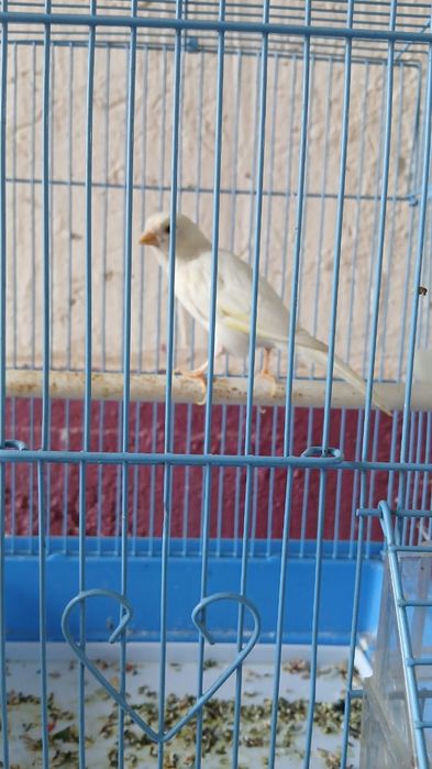 Канарейка  жагдайы