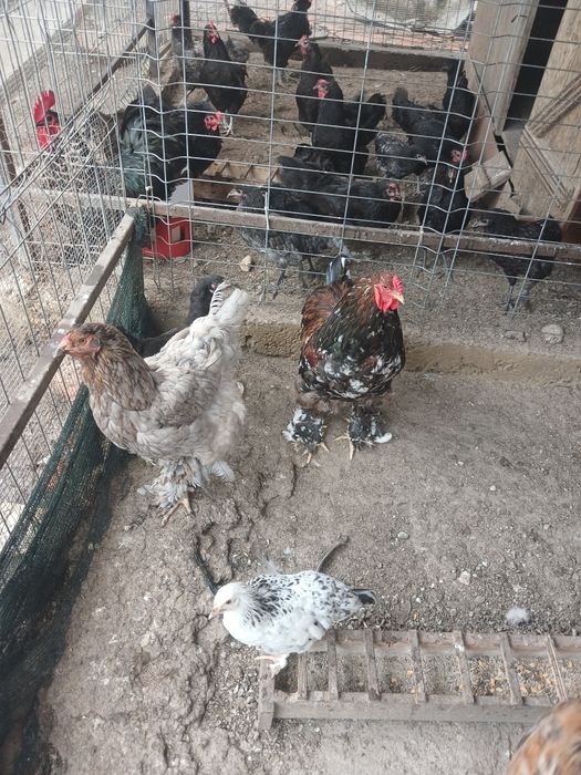 Cocos si găină brahma