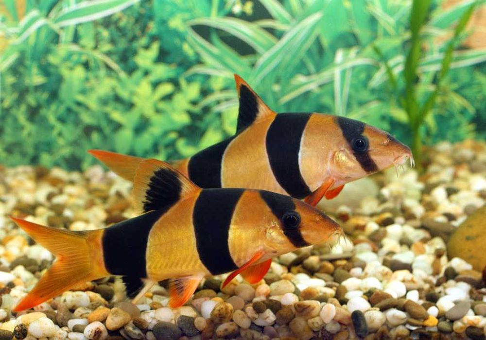Аквариумная рыбка "Боция клоун"