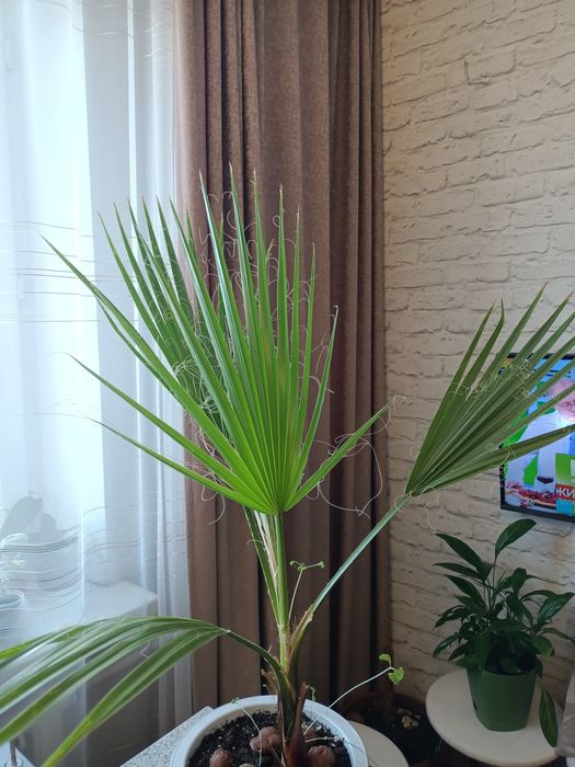 Продам пальму вашингтония