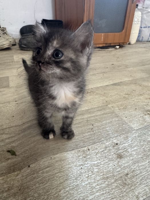 Отдам котят в добрые руки