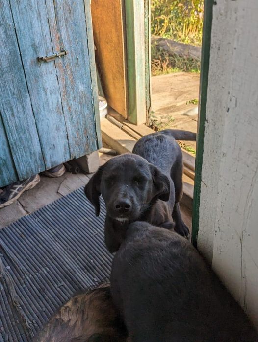 Щеночки в добрые руки