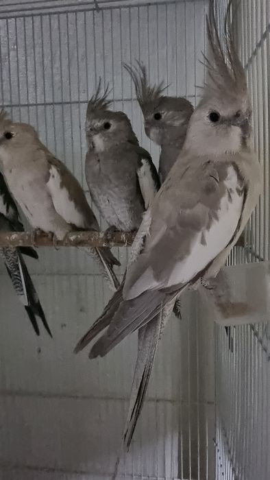 Qushlar Sotiladi/Продаются попугаи