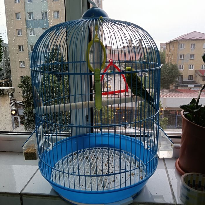 Schimb peruș cu tot cu cușcă