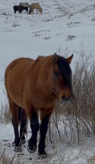 Жас Айғыр сатылады