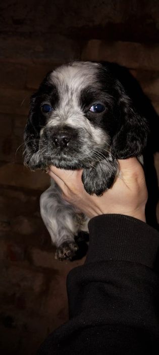 Продам щенят русский спаниель