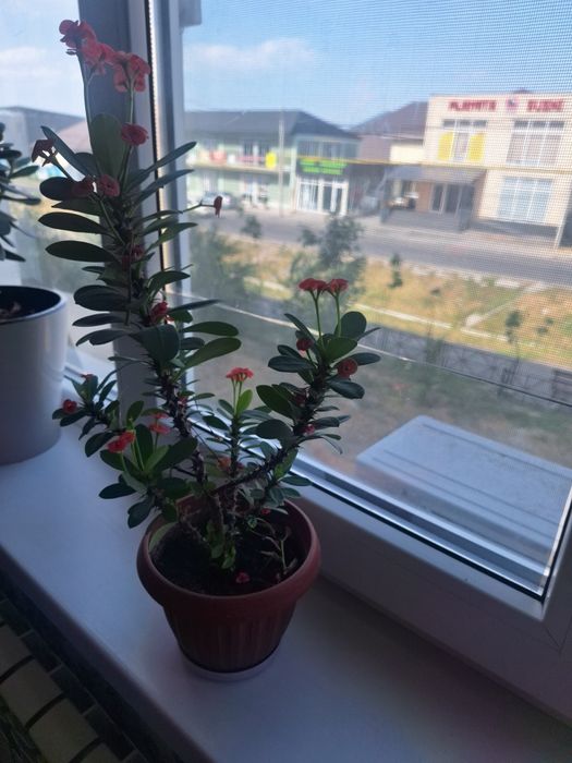 Цветы комнатные цветы продам