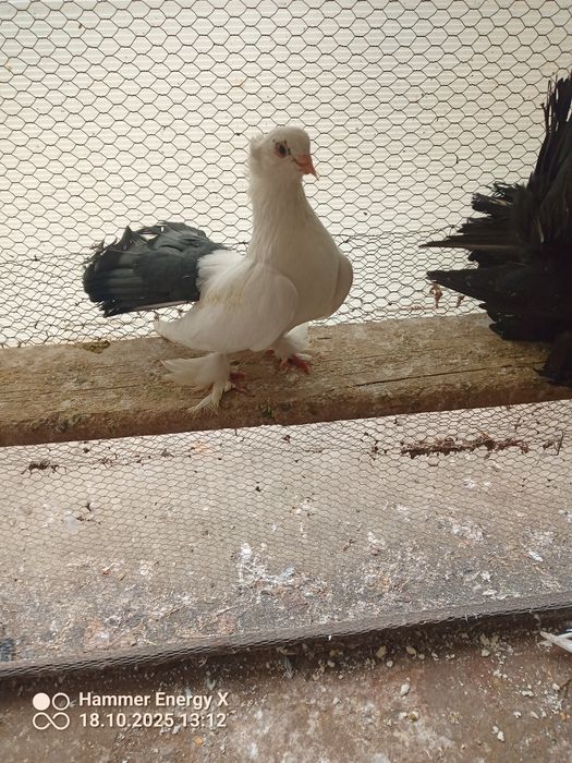 Гълъби Декорация