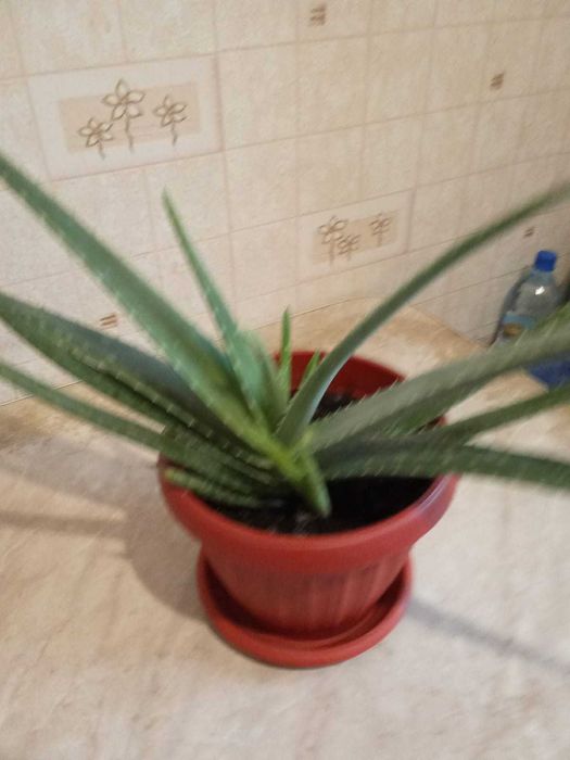 Продам Алое Вера лечебный