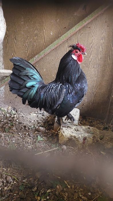 Bantam tovuq va xoʻrozi sotiladi