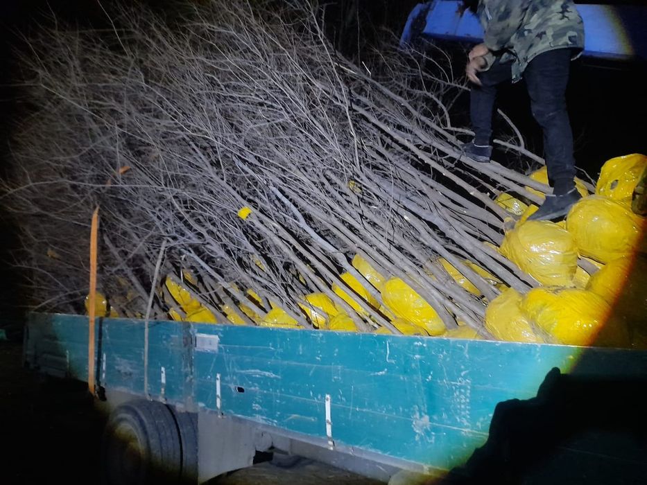 Все виды лиственных деревьев