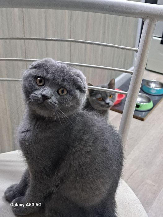 Котёнок скотиш фолд.