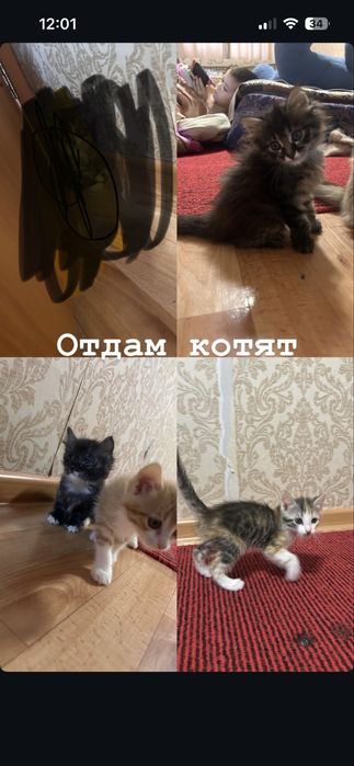 Котята 1,5 месяца