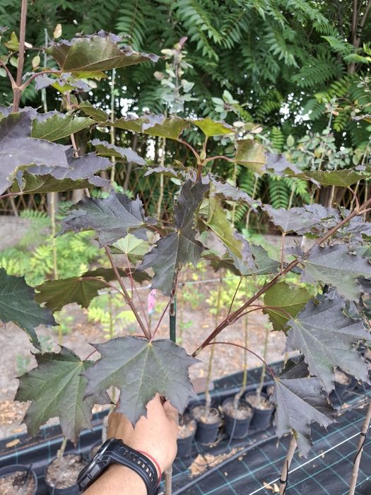 Acer crimson king в саксия