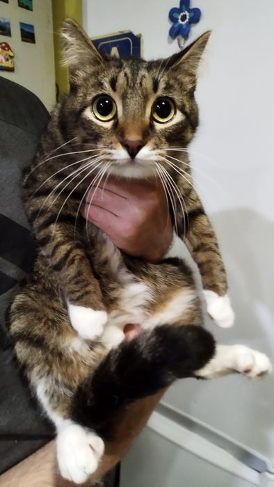 Отдам в добрые руки