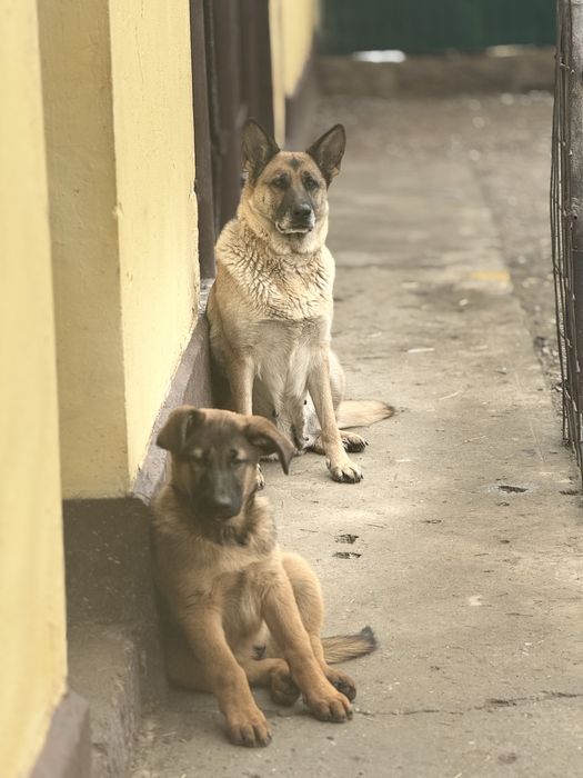 Немецкая овчарка