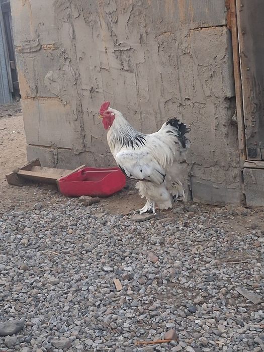 Продам светлый брама