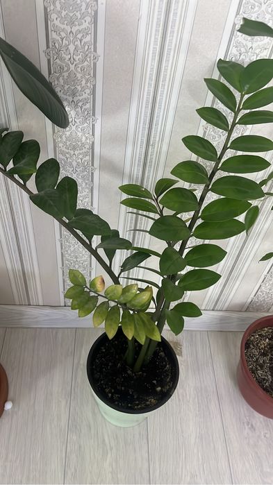 Арзан гулдер сатылады