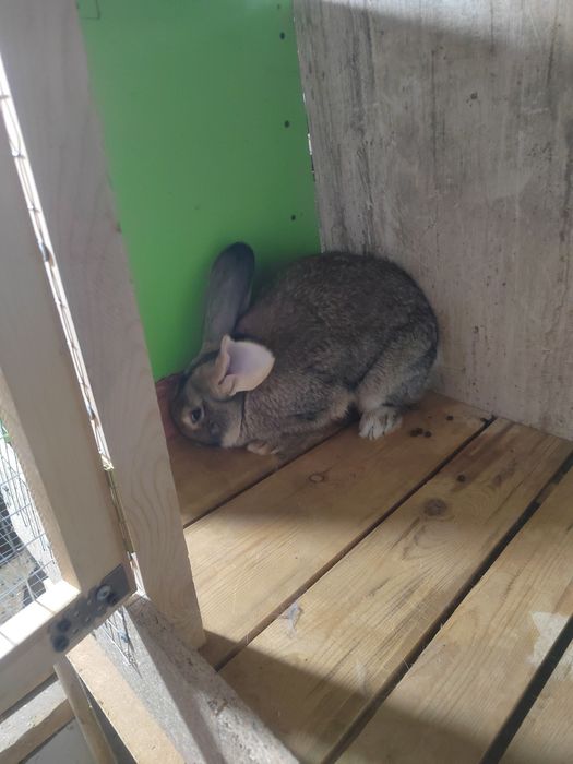 Самес сотилади соглом