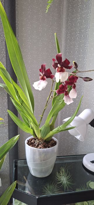 Продам орхидею камбрия