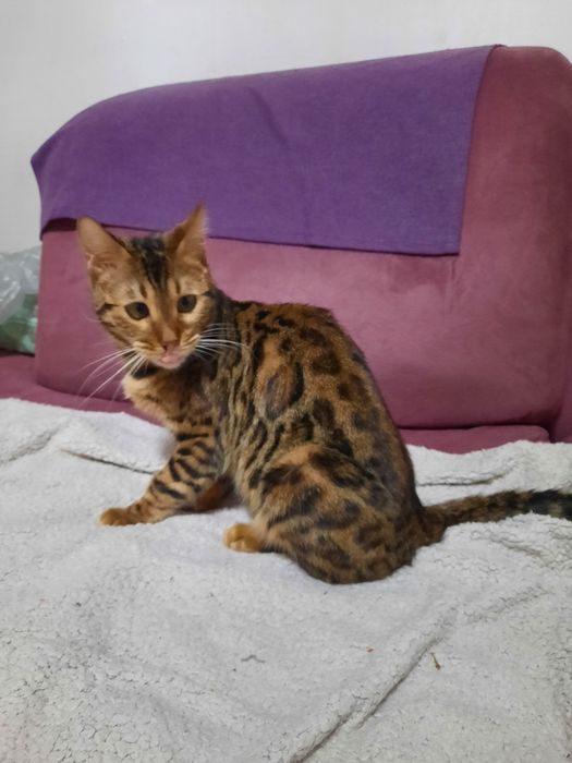 Бенгальские кошки в Астане