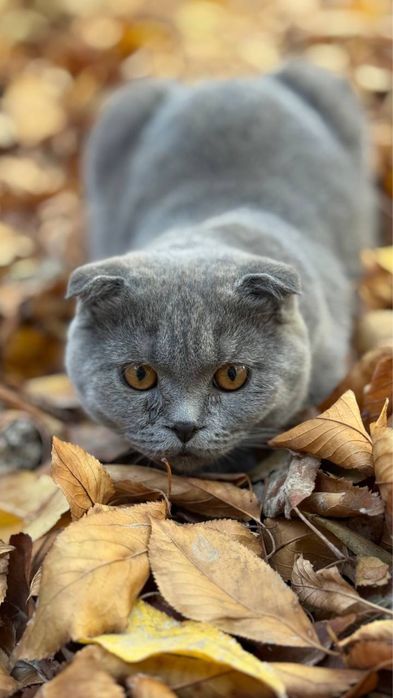 Продается кошка