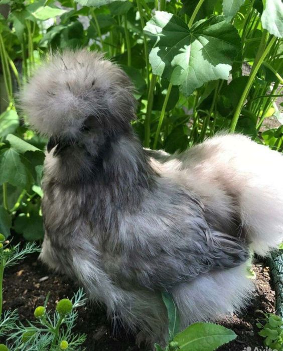 Тухум жужаларга заказ оламиз манзил шахрихон