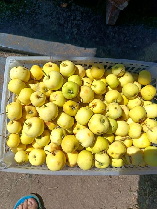 Продам яблоки дачные