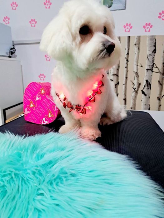 Coafura canina lilly