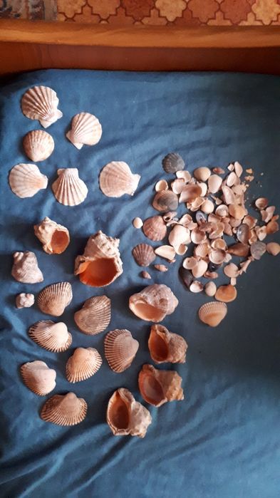 Ракушки разнообразные , морские